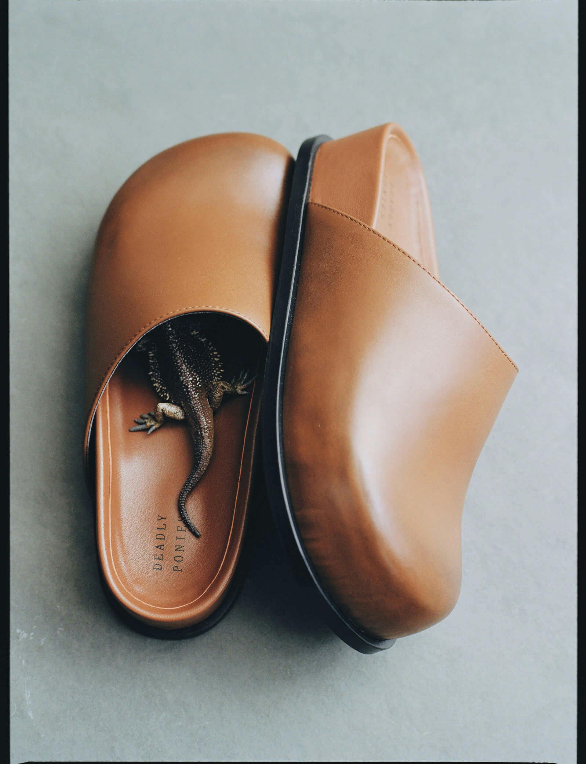 A pair of brown leather slip-on shoes is shown. A small lizard is partially inside the left shoe, with its tail and one leg visible. The shoes are placed on a plain, light-colored surface.