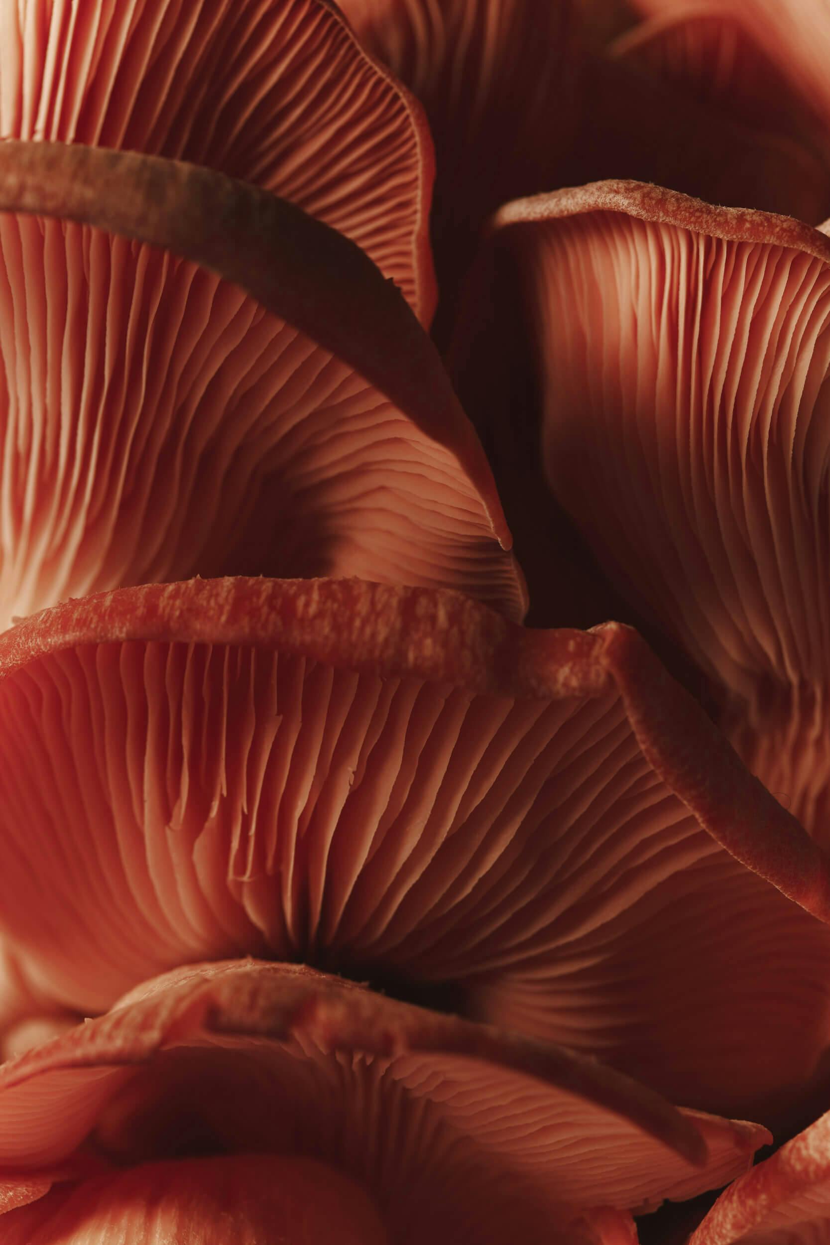 Close-up view of the pinkish gills and caps of several mushrooms, showing their delicate, layered structure and textures.
