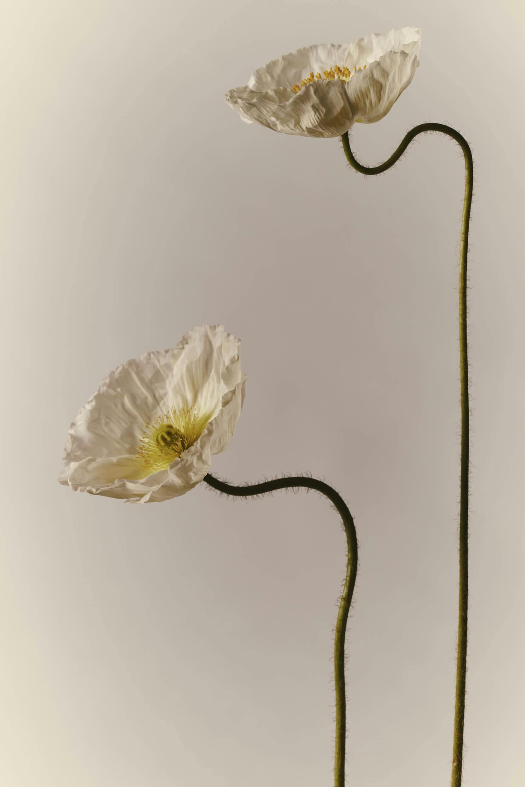 Two white poppy flowers with yellow centers on tall, curved green stems against a plain, light background. One flower is upright while the other is angled downward.