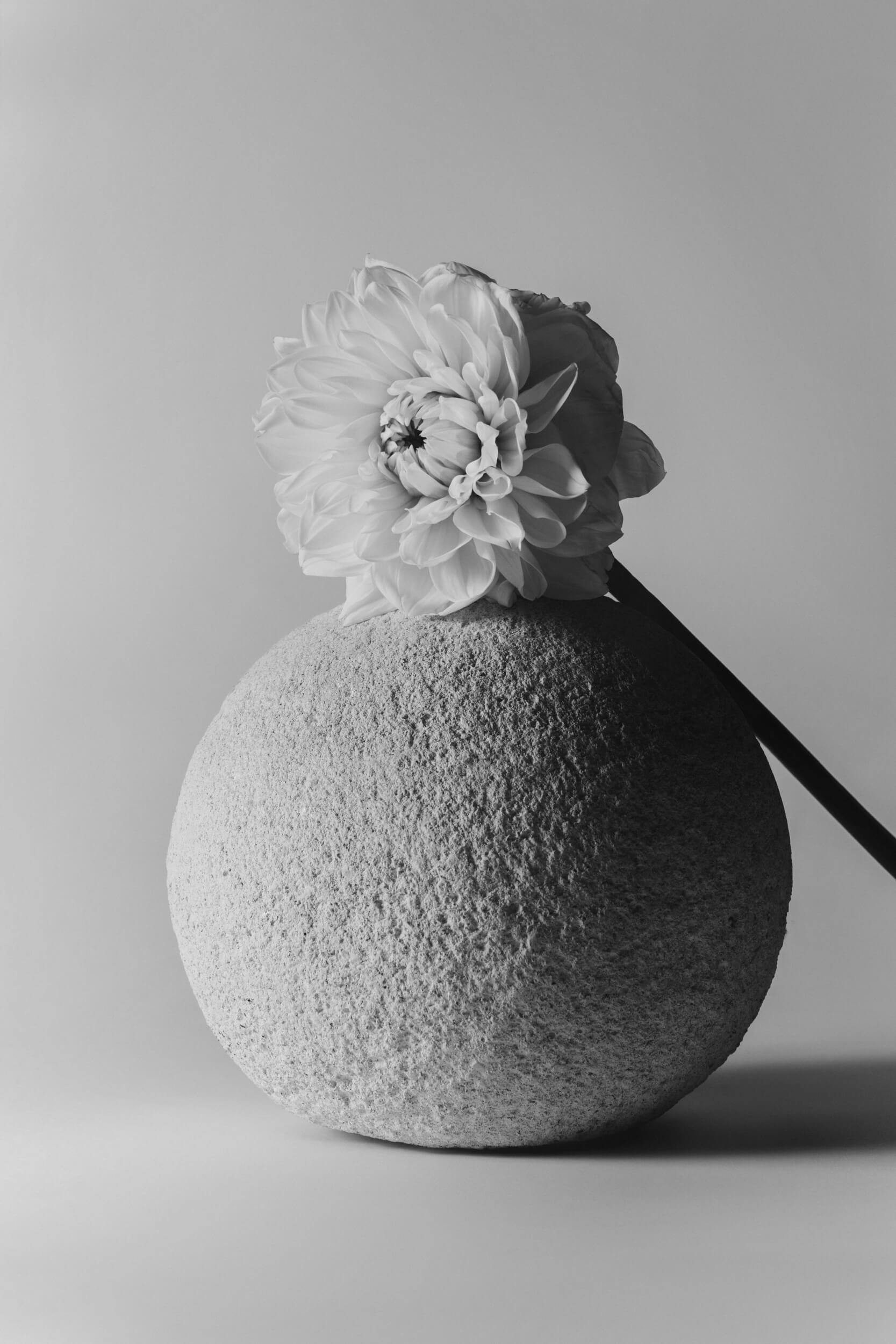 A black and white photo shows a textured spherical stone with a single large flower resting on top, held in place by a slanted dark stem against a plain background.